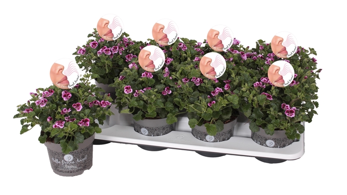 <h4>Pelg. Angel Aroma Jady 12cm</h4>