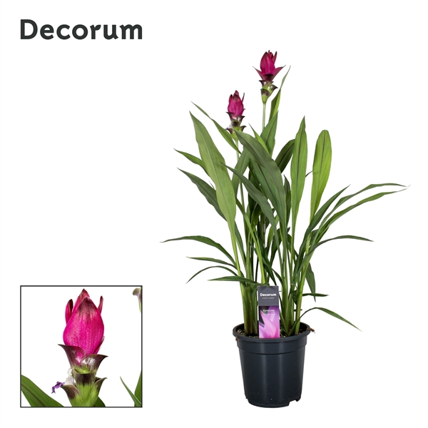 <h4>Curcuma Skyline 19cm Decorum</h4>