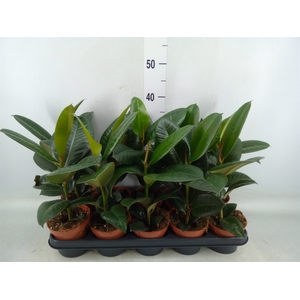 Ficus elastica 'Robusta'