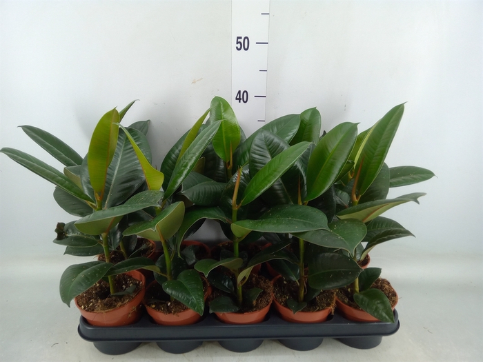 <h4>Ficus elastica 'Robusta'</h4>