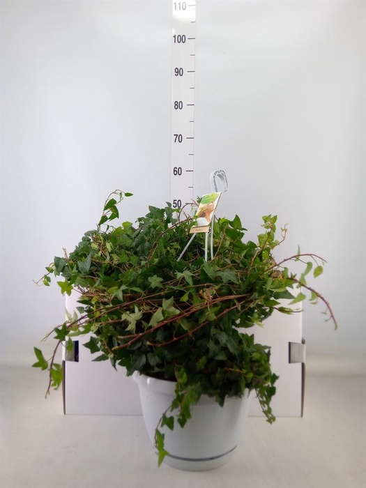 <h4>Hedera helix 'Anna'</h4>