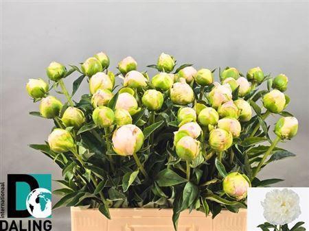 Paeonia L In Full Sail