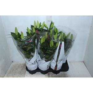 LIRIO P16 ROSA