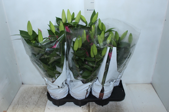 <h4>LIRIO P16 ROSA</h4>