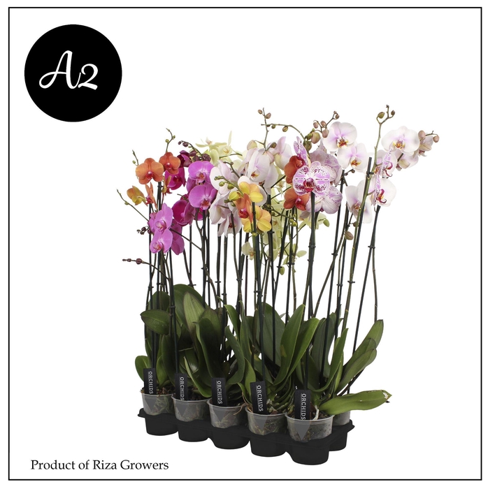 <h4>Phalaenopsis A2 Mix 2+ spike – 12cm</h4>