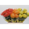 Nutans Mix 3 kleur