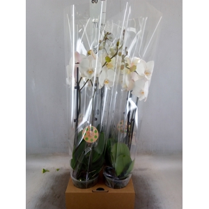 Phalaenopsis   ...