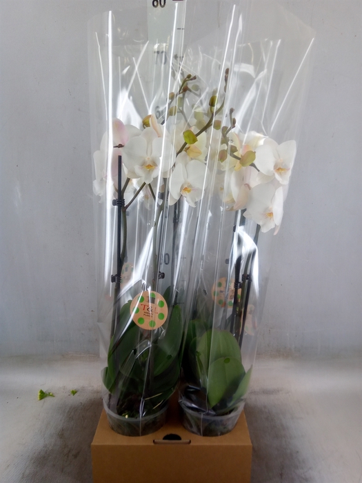 <h4>Phalaenopsis   ...</h4>