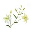 Lilium Yellow