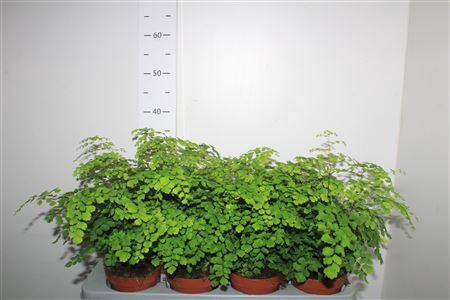 <h4>Adian Rad Fragrans</h4>