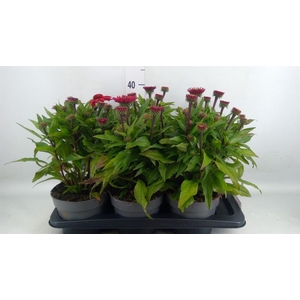 Echinacea purp. 'Sunmagic'