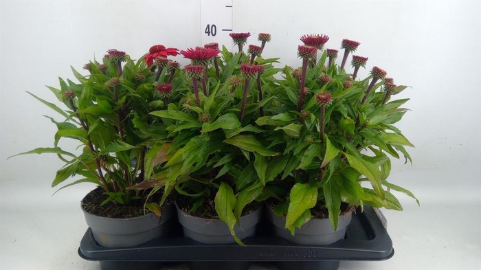 <h4>Echinacea purp. 'Sunmagic'</h4>