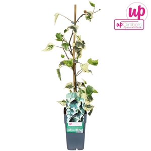 Hedera colchica Dentata Variegata P15