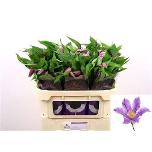 Clem Amazing London 1+,(TZ),MPS A,(10)