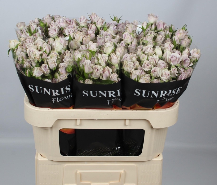 <h4>R TR SILVER SHADOW</h4>