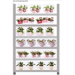 Mix CC Moederdag Kamerplanten