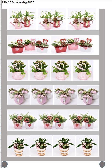 <h4>Mix CC Moederdag Kamerplanten</h4>