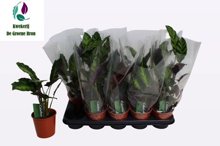 <h4>CALAT GEM 4 SRT</h4>