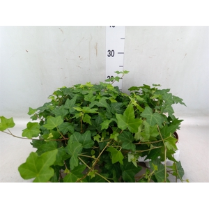 Hedera helix 'Pittsburgh'