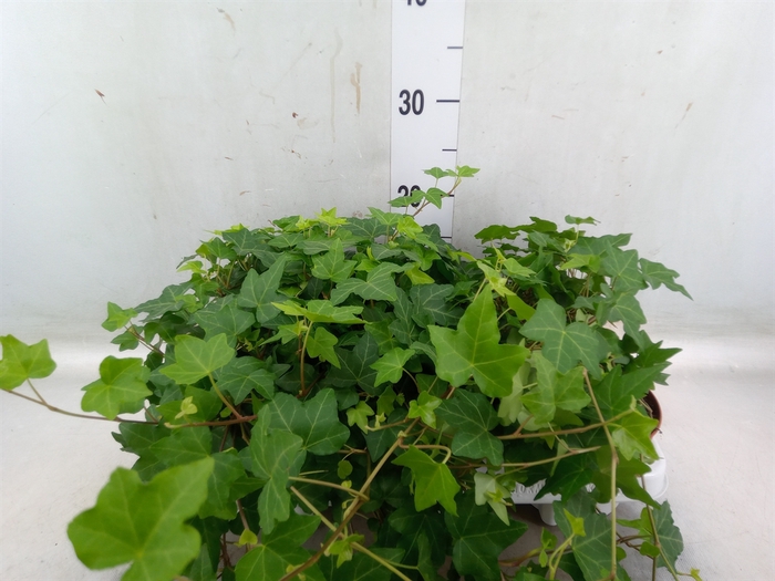 <h4>Hedera helix 'Pittsburgh'</h4>