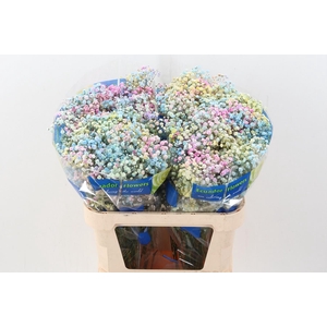 Gy Xlence Pastel Rainb Tinted 40gr