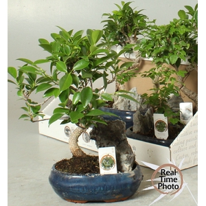 BONSAI GEM