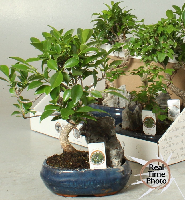 <h4>BONSAI GEM</h4>