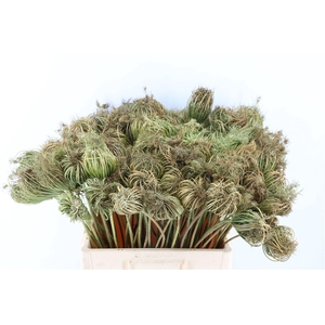 Ammi Majus Seed Heads Natural Small 60cm Per Tak
