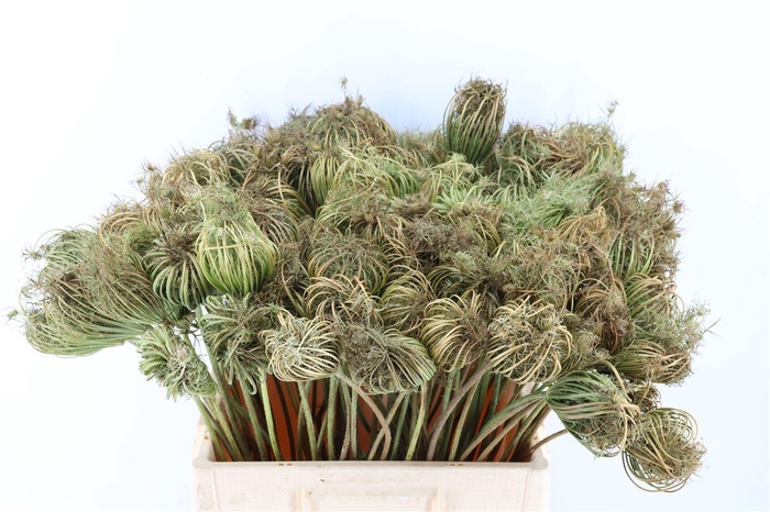 <h4>Ammi Majus Seed Heads Natural Small 60cm Per Tak</h4>