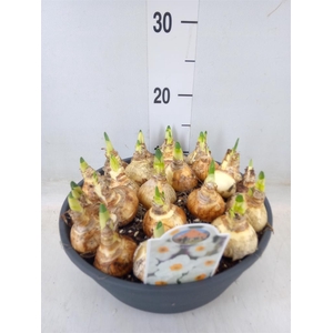 Narcissus taz. 'Geranium'