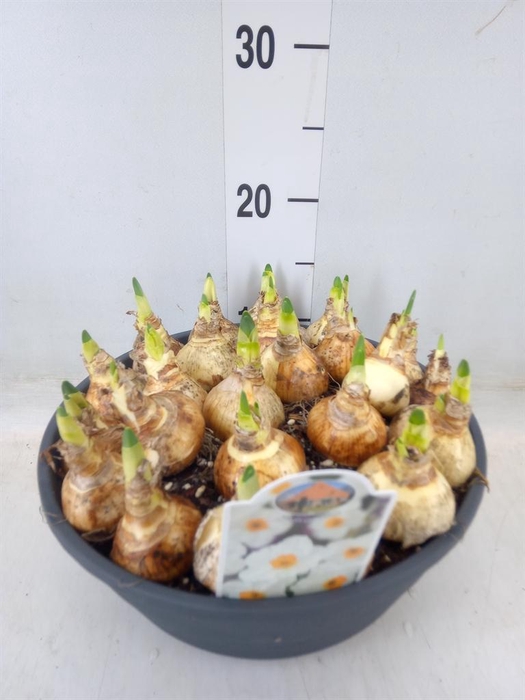 <h4>Narcissus taz. 'Geranium'</h4>