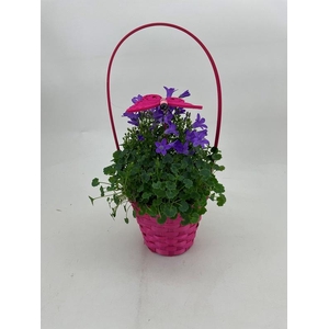 CAMPANU. PORTENSCHL p13 pink mandje