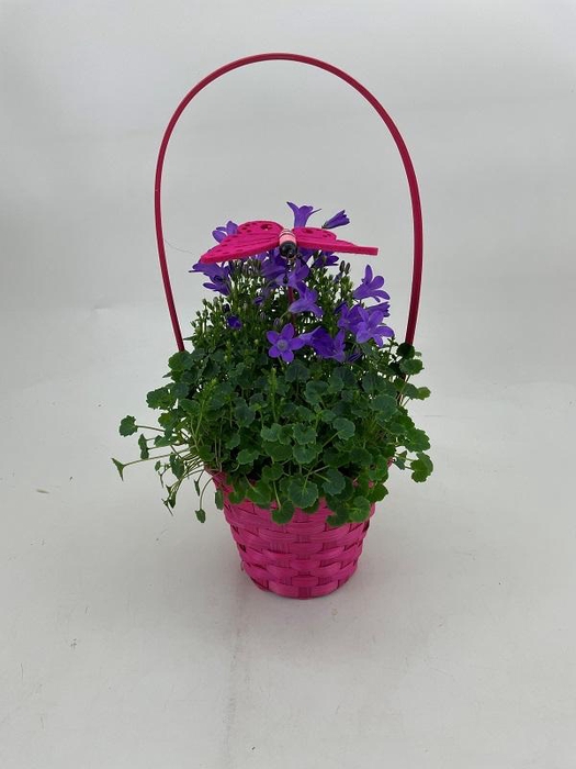 <h4>CAMPANU. PORTENSCHL p13 pink mandje</h4>