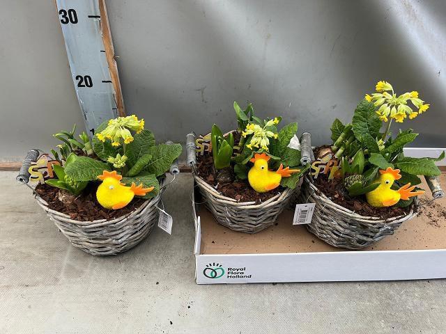 <h4>ARR BOL KNOLGEWAS</h4>