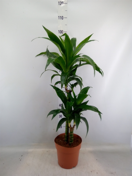 <h4>Dracaena frag.   ...</h4>