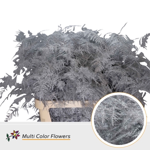 Asparagus Lang Zilver (import)