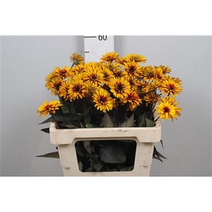 Heliop Yellow Spider