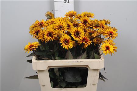 <h4>Heliop Yellow Spider</h4>
