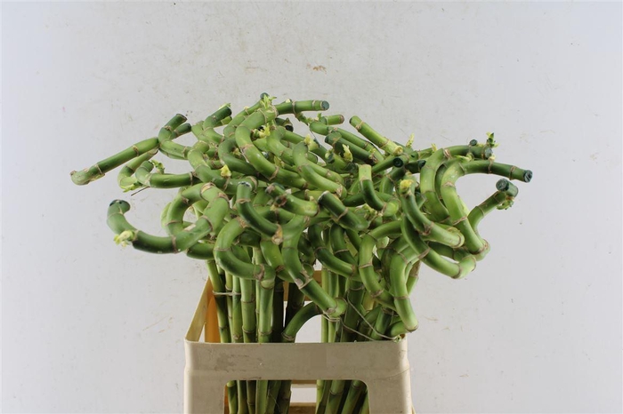 <h4>Drac S Lucky Bamboo</h4>