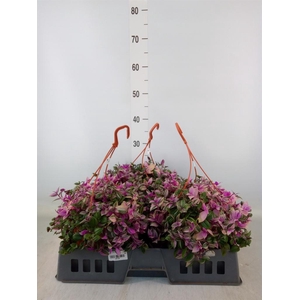 Tradescantia flum. 'Quadricolor'