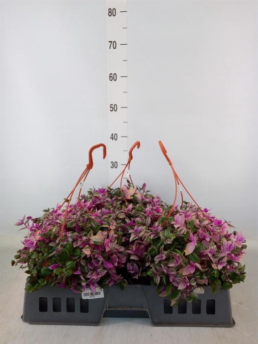 <h4>Tradescantia flum. 'Quadricolor'</h4>