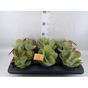 Kalanchoe NF thyrsiflora