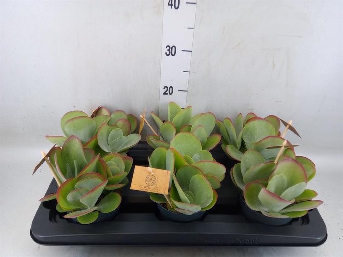 <h4>Kalanchoe NF thyrsiflora</h4>
