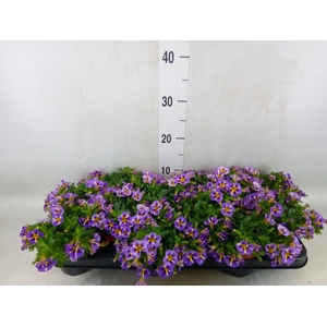 Calibrachoa  'Rave Violet'