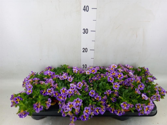 <h4>Calibrachoa  'Rave Violet'</h4>