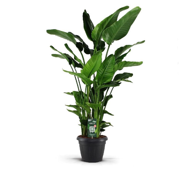 Strelitzia Nicolai 9 stekken  SUPER!!