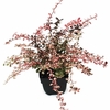 Berberis th. 'Harlequin' P17