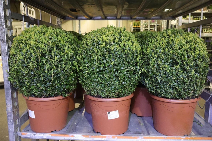 <h4>Buxu Sempervirens</h4>