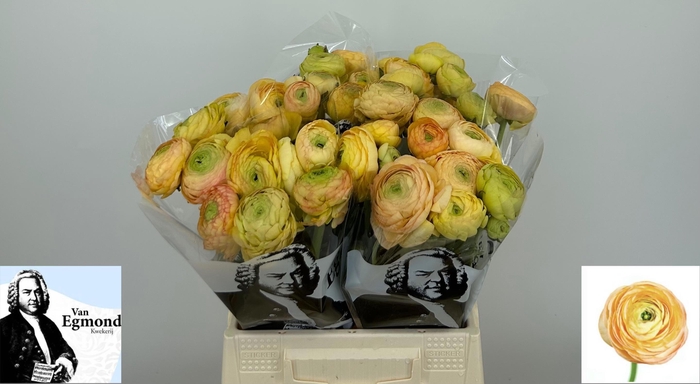 <h4>RAN AAZUR CHAMPAGNE</h4>