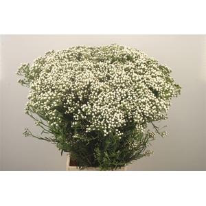 Ixodia Fresh Per Stem